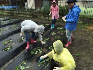 2015年5月 雨の中、苗を一生懸命植えました。