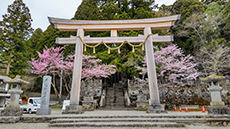 戸隠神社中社 桜の開花は少し早めでした
